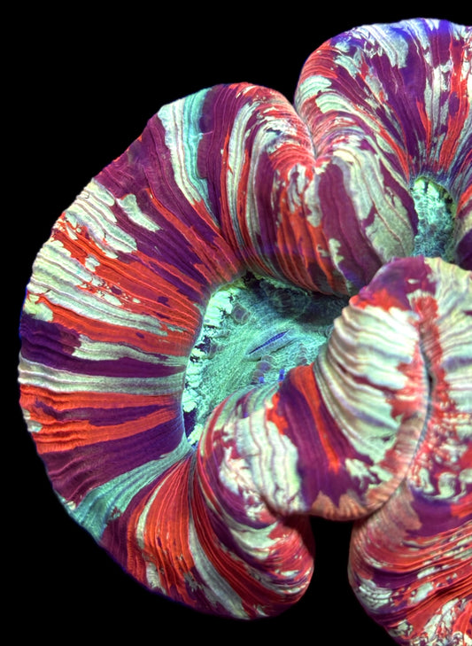 WYSIWYG Ultra Rainbow Trachyphyllia 4.5" (INSANE!)
