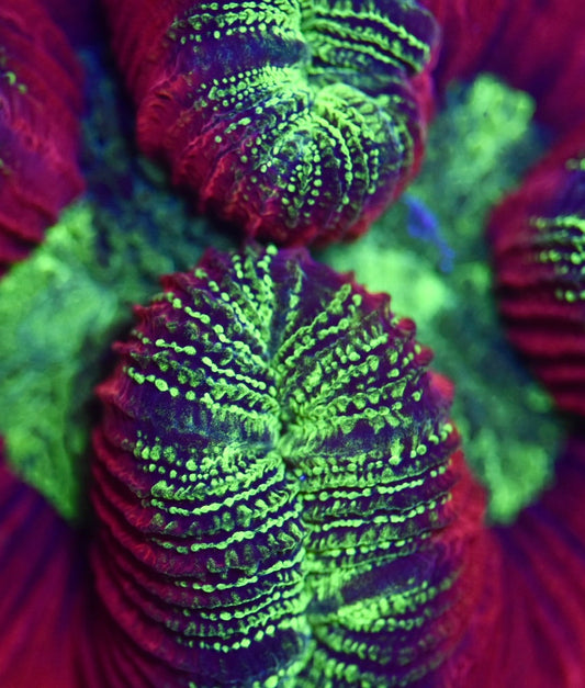 WYSIWYG Ultra Rainbow Trachyphyllia 3.5" (CRAZY!)
