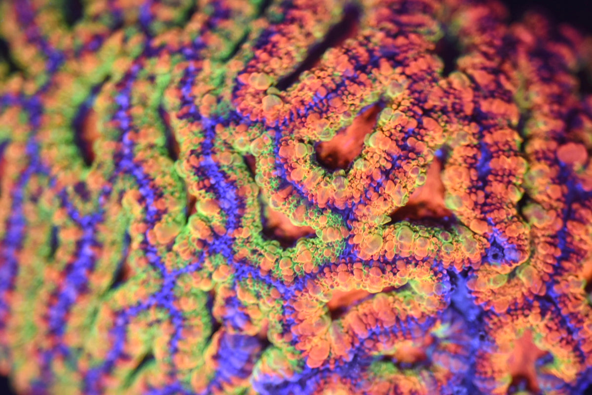 WYSIWYG Naturally Grafted Master Acan Colony 3.5" (INSANE!)
