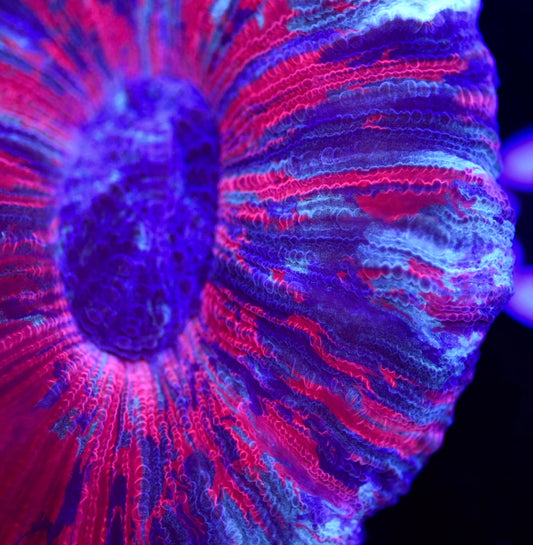 WYSIWYG Ultra Rainbow Trachyphyllia 3" (WOW!)