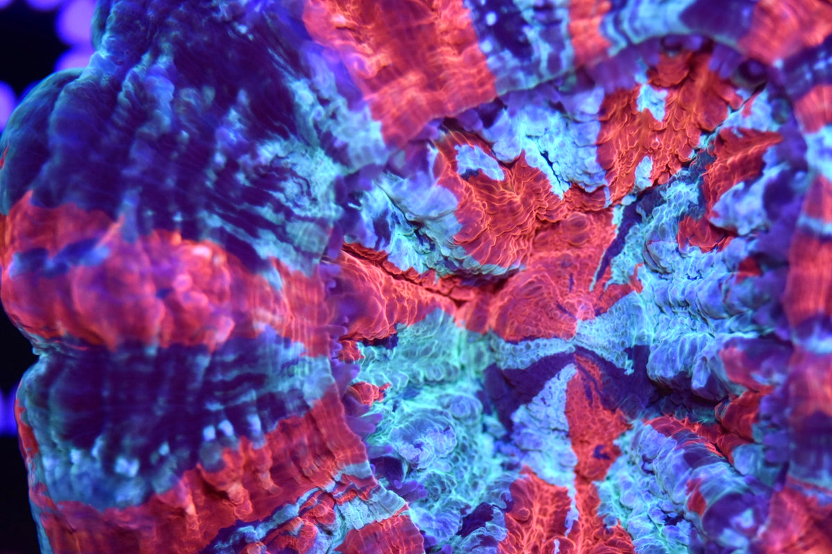 WYSIWYG 4 Color Ultra Rainbow Acanthophyllia 5" (WOW!)