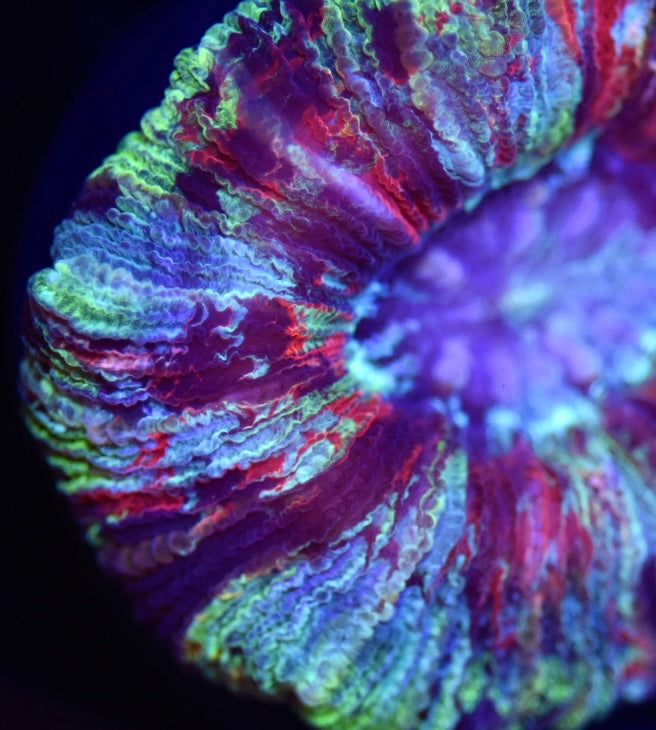 WYSIWYG Mini Max Rainbow Trachyphyllia 1.5" (RARE!)