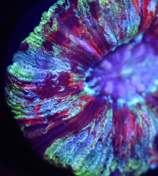 WYSIWYG Mini Max Rainbow Trachyphyllia 1.5" (RARE!)