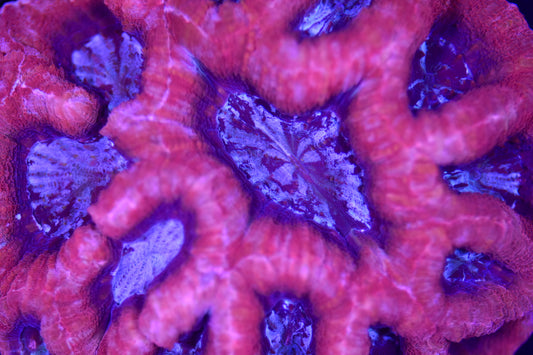 WYSIWYG Incredible Rainbow Bowerbanki Colony 4.5" (CRAZY!)