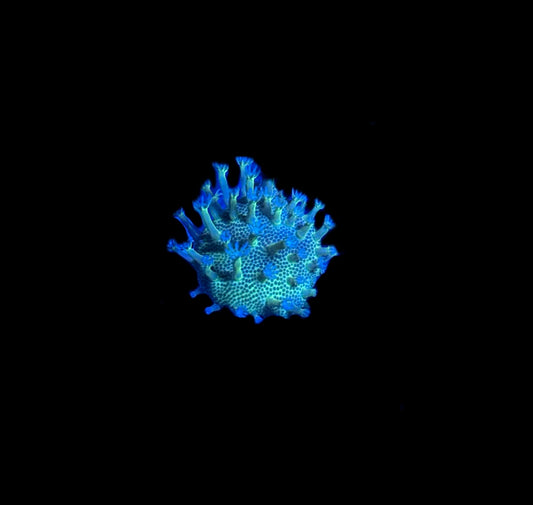 WYSIWYG Japanese Toadstool Leather