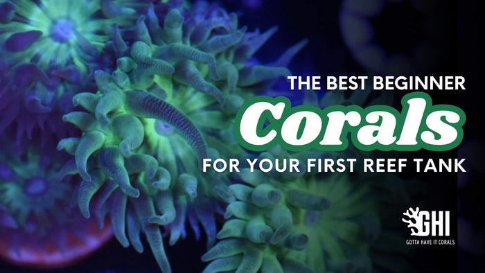Cover image with beginner corals and title “The Best Beginner Corals for Your First Reef Tank” by GHI Corals.