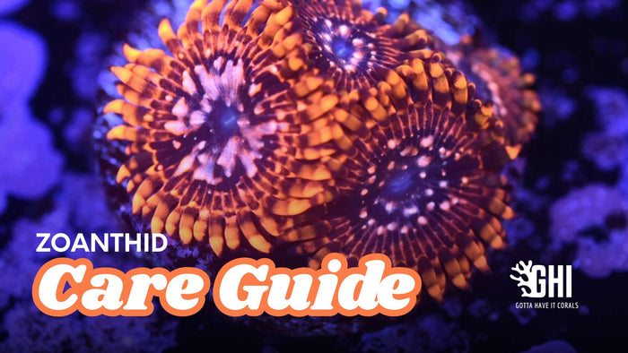 Close-up of aquacultured zoanthid polyps with orange and purple coloring in a reef aquarium
