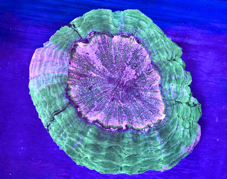 Acanthophyllia / Trachyphyllia / Wellsophyllia