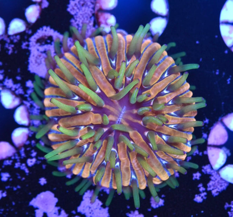 Plate Corals