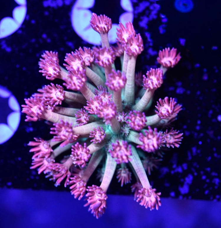 Goniopora / Alveopora