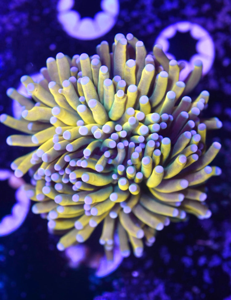 Frogspawn / Hammer / Torch