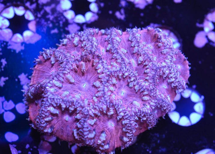 Blastomussa / Duncan / Candy Cane
