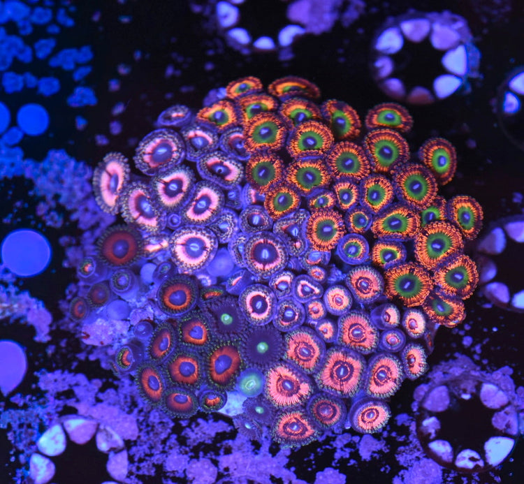 Zoas / Palys / Polyps
