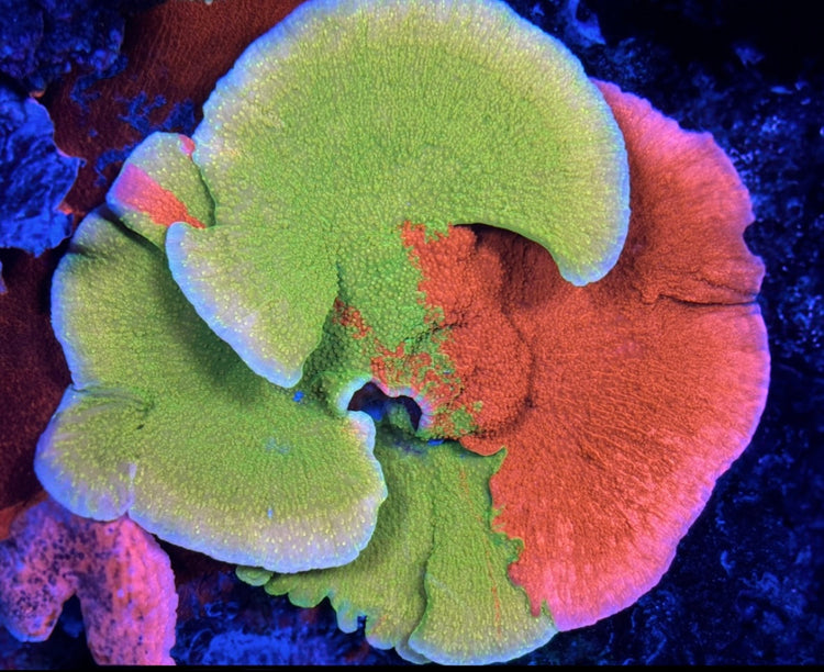 Beginner SPS