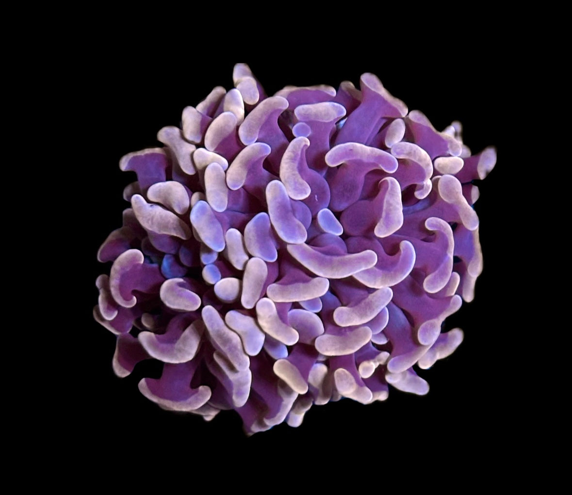 WYSIWYG Orange Hammer 2”