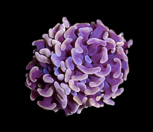 WYSIWYG Orange Hammer 2”