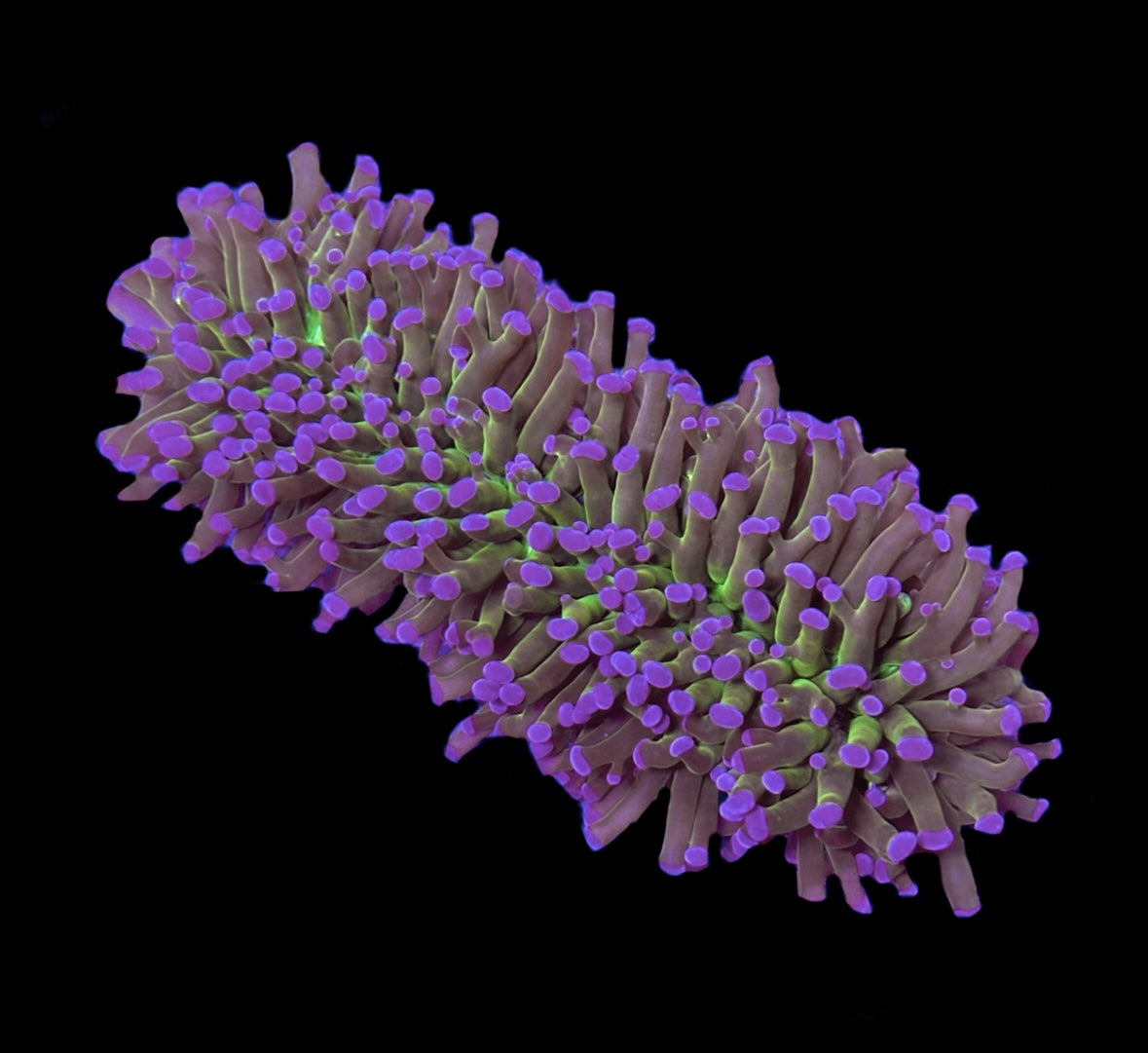 WYSIWYG Holy Grail Fammer Colony 5.5" (CRAZY!)