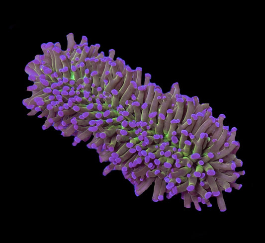 WYSIWYG Holy Grail Fammer Colony 5.5" (CRAZY!)