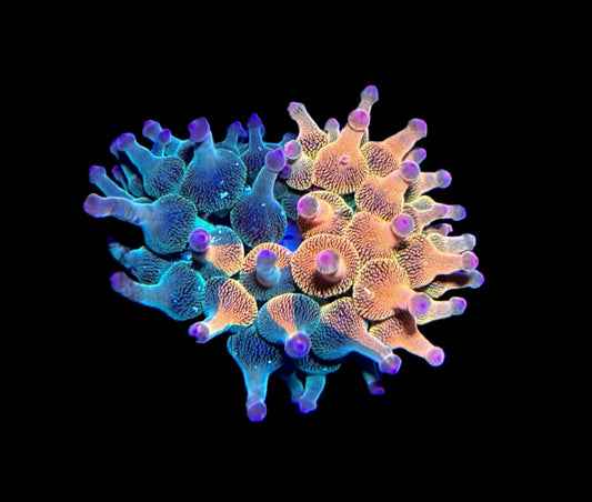 WYSIWYG Nexus Burst Bubble Tip Anemone 1.5"