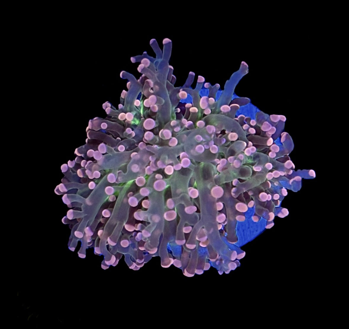 WYSIWYG Triple Crown Octospawn 3" (WOW!!)