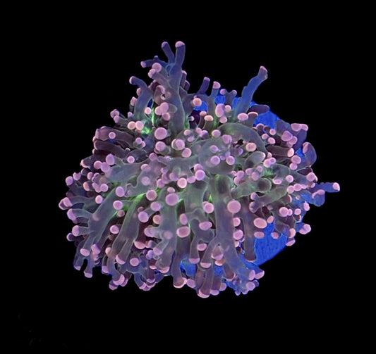 WYSIWYG Triple Crown Octospawn 3" (WOW!!)