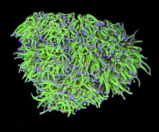 WYSIWYG XL Cotton Candy Torch Colony 4.5" (5+ HEADS)