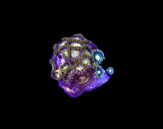 WYSIWYG Zoa Combo Frag