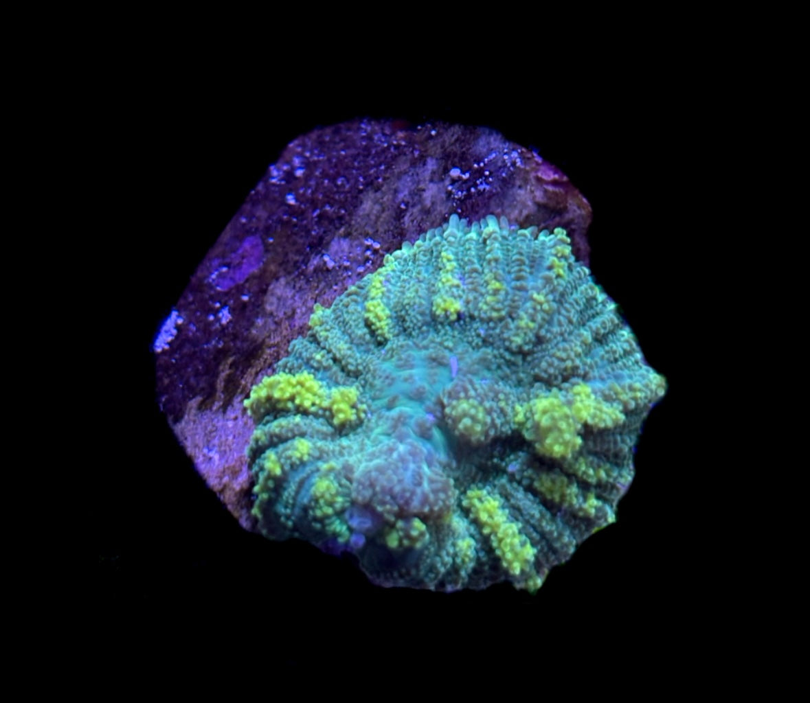 WYSIWYG Emerald Venom Bounce Mushroom 1.5"