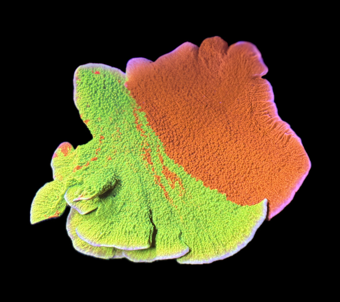 WYSIWYG XXL Grafted Montipora Colony 4.5" (HUGE!)