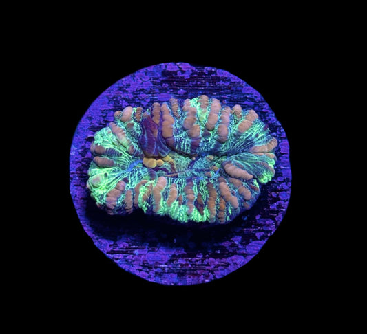 WYSIWYG Ultra Rainbow Button Scolymia 1.5"