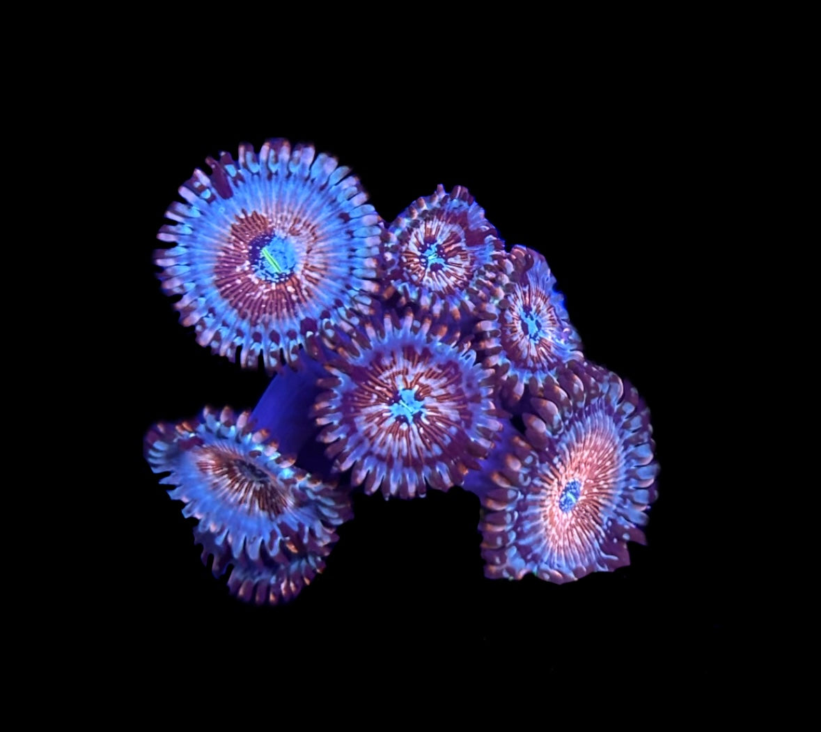 WYSIWYG XL White Zombie Zoanthid Frag