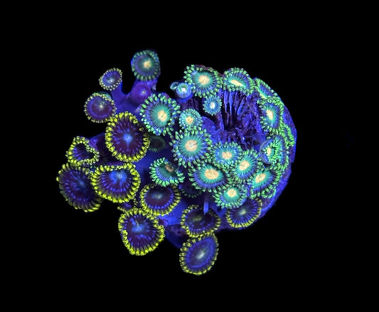 WYSIWYG Zoa Combo Frag