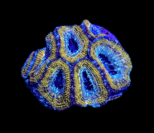 WYSIWYG Golden Acan Lord 2"