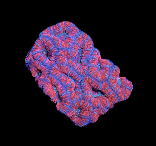 WYSIWYG Rainbow Acan 2.5"