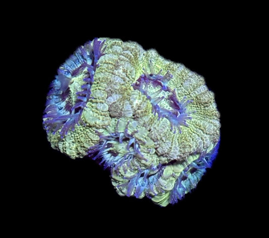 WYSIWYG Golden Asian Acan 1.5"