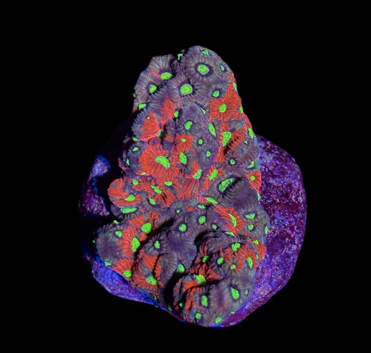 WYSIWYG War Coral Favia Colony 3.5"