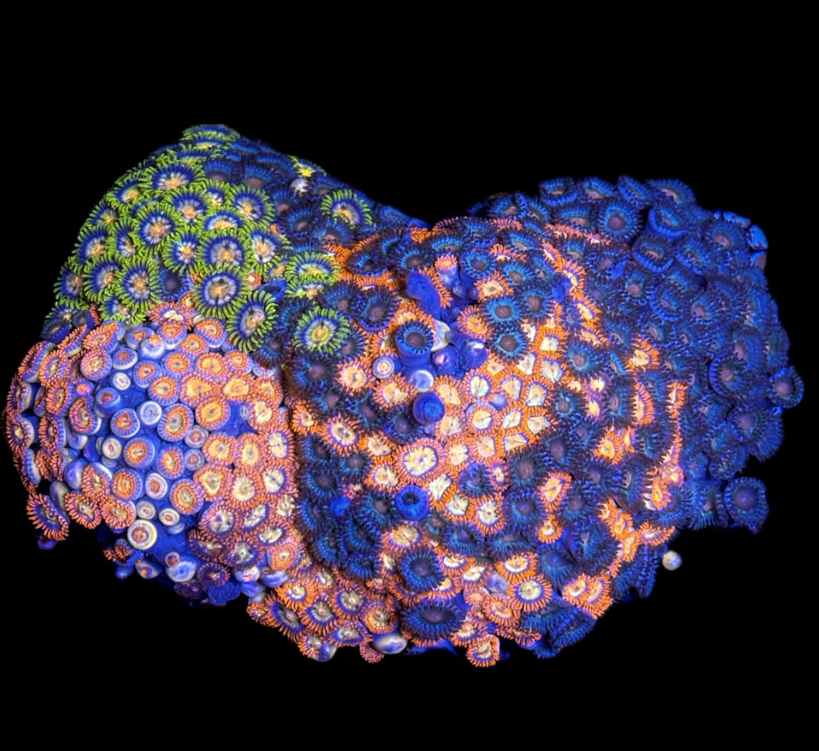 WYSIWYG XL Mixed Zoanthid Colony 5"