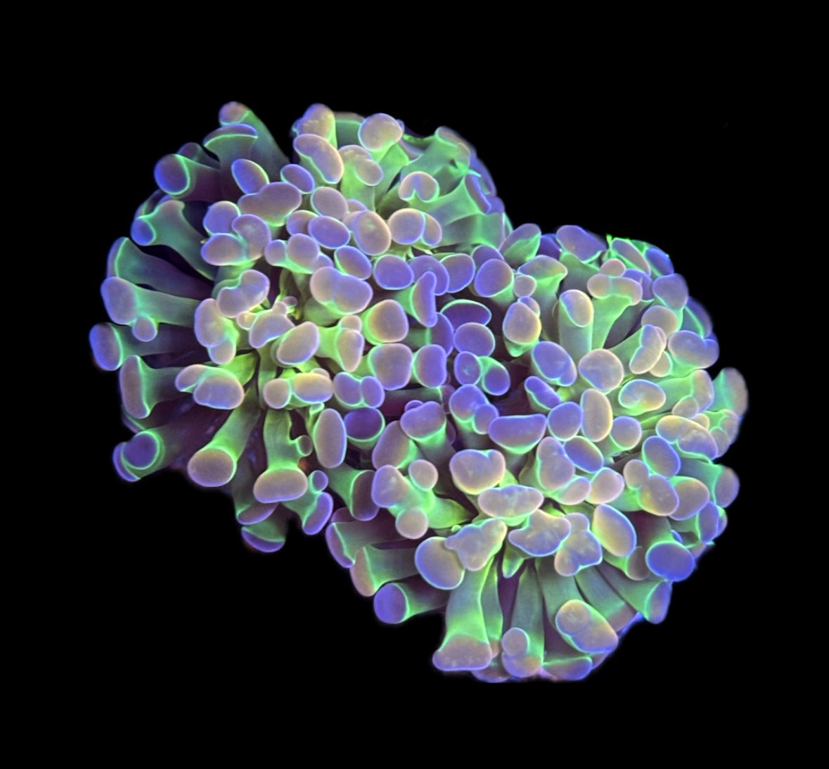 WYSIWYG Ultimate Hologram Hammer 2.5" (WOW!)