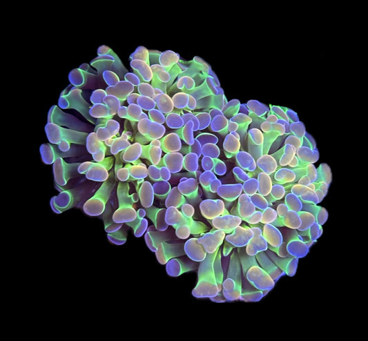 WYSIWYG Ultimate Hologram Hammer 2.5" (WOW!)