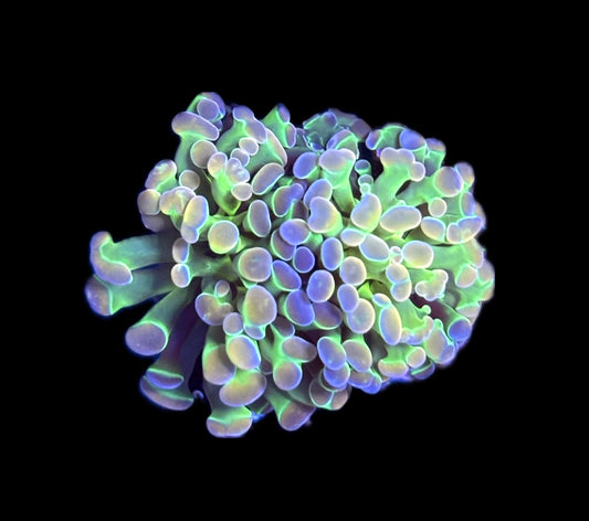 WYSIWYG Ultimate Hologram Hammer 2.5" (WOW!)