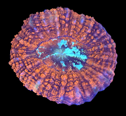 WYSIWYG Ultra Rainbow Symphyllia 3" (WOW!)