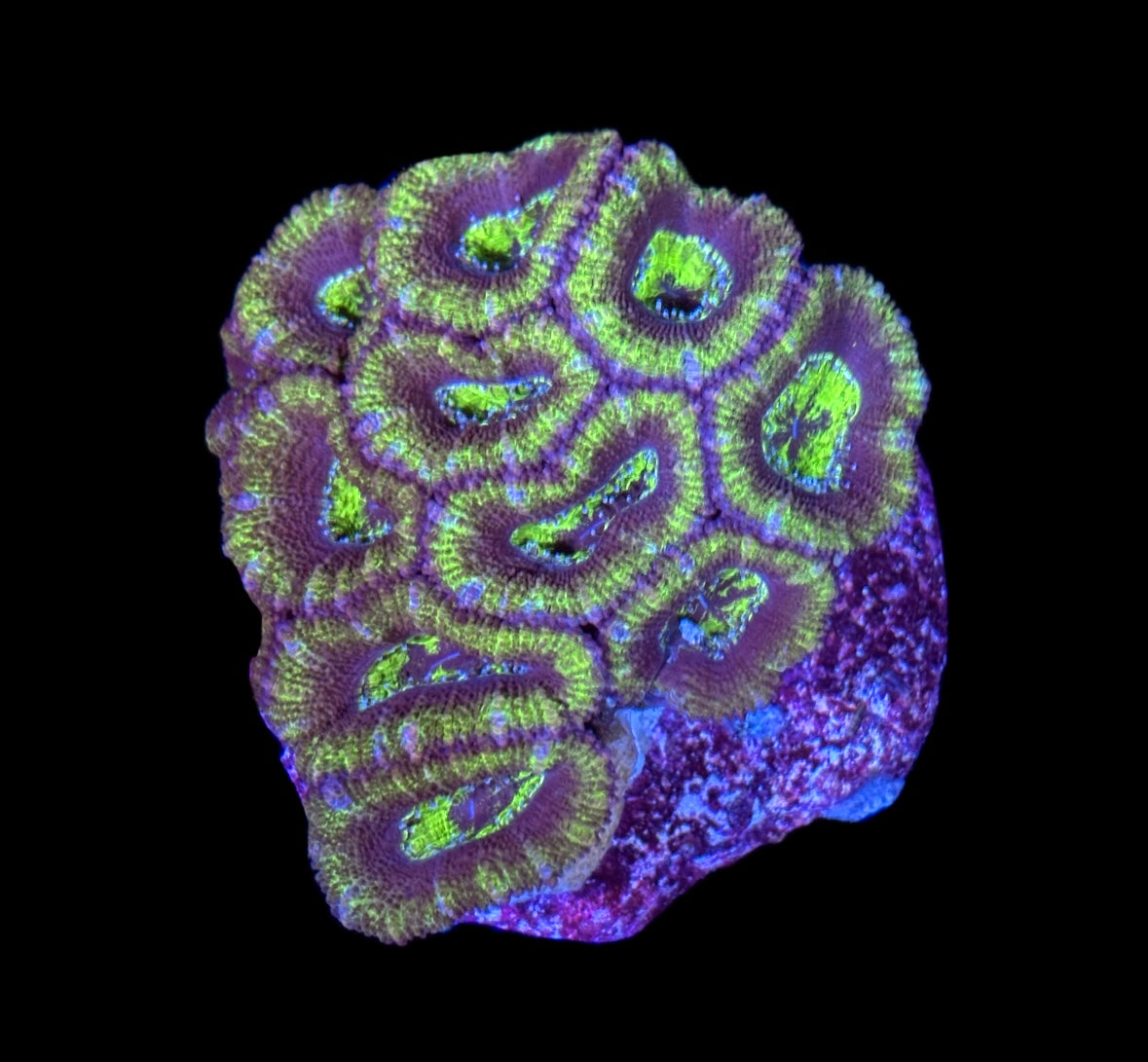 WYSIWYG Hulk Acan Mini Colony 3"