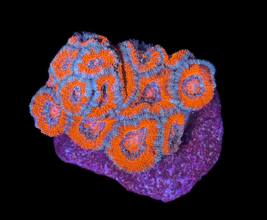 WYSIWYG Rainbow Acan Mini Colony 3"
