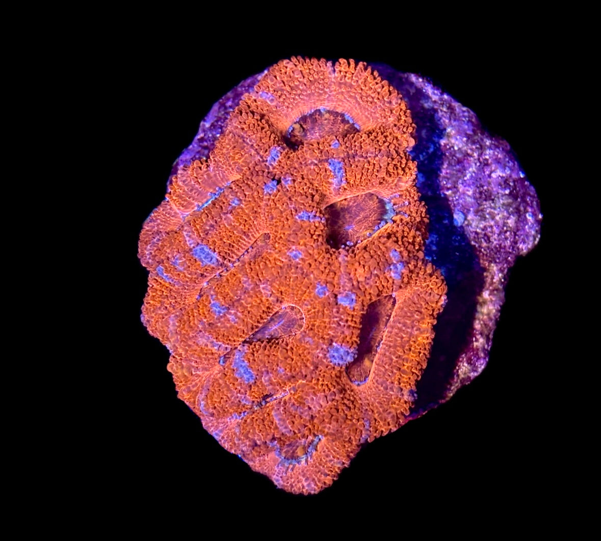 WYSIWYG Rainbow Acan Mini Colony 3"