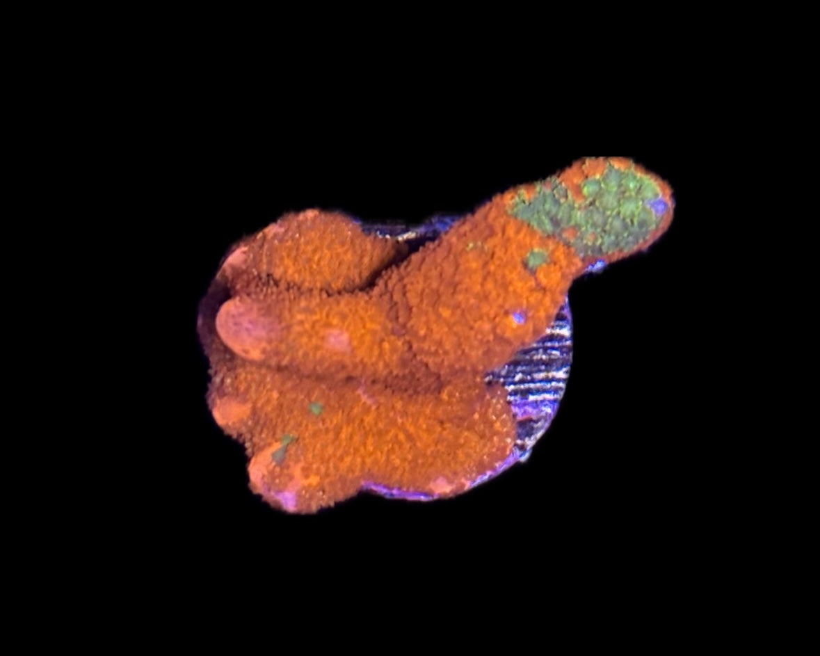 WYSIWYG Grafted Montipora Digitata 1" (RARE!)