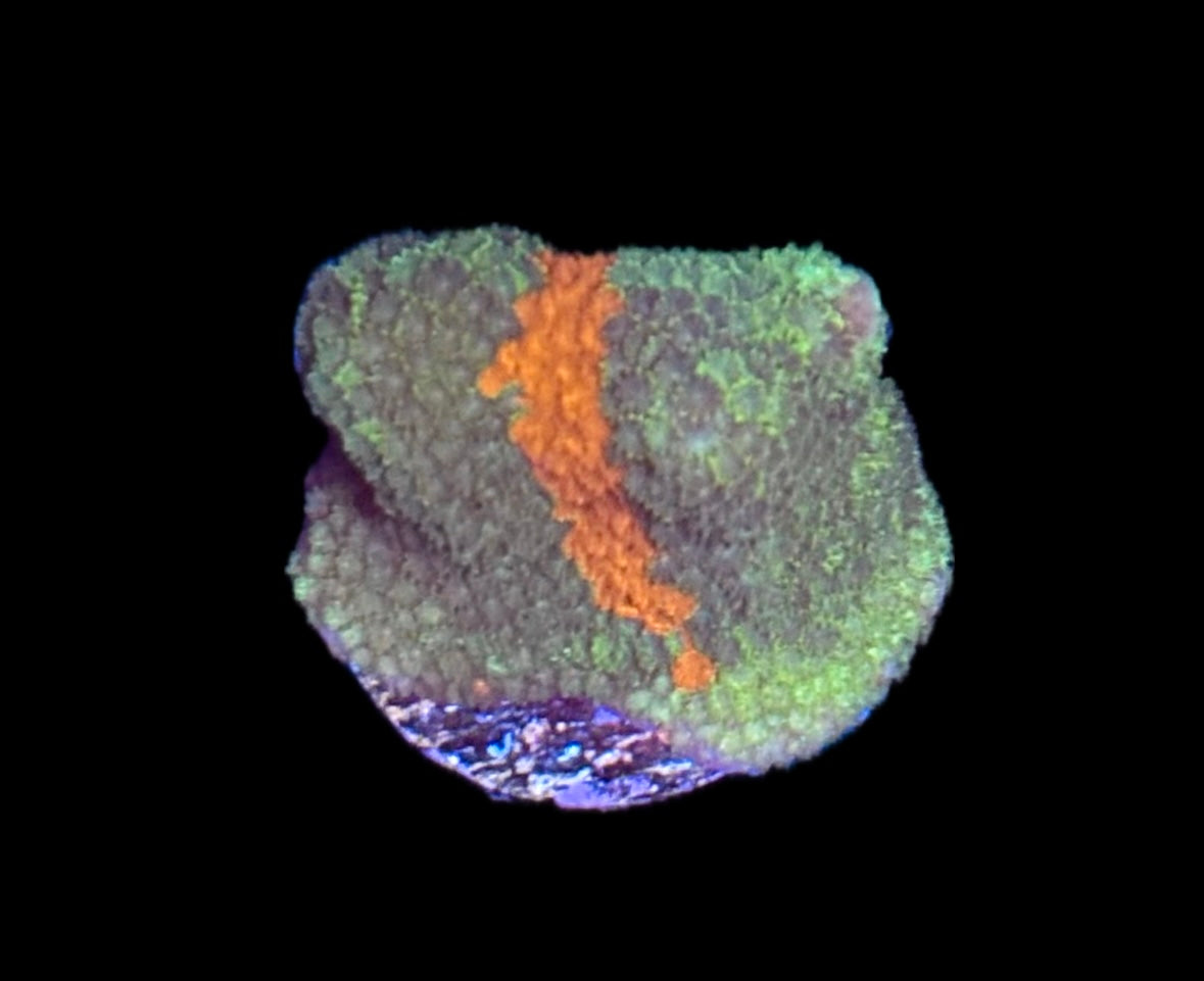 WYSIWYG Grafted Montipora Digitata 0.75" (RARE!)