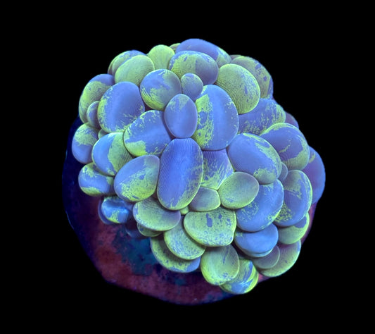 WYSIWYG Toxic Splatter Bubble 3"