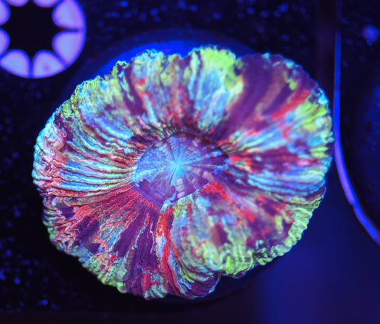 WYSIWYG Mini Max Rainbow Trachyphyllia 1.5" (RARE!)