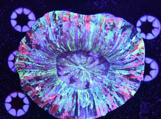 WYSIWYG Ultra Rainbow Trachyphyllia 4" (CRAZY!)