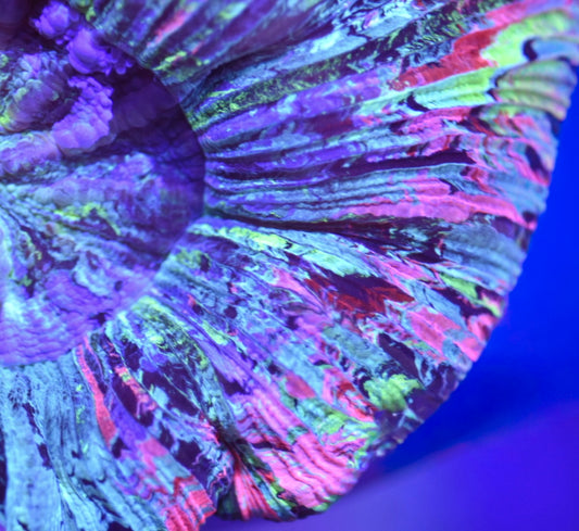 WYSIWYG Ultra Rainbow Trachyphyllia 4" (CRAZY!)